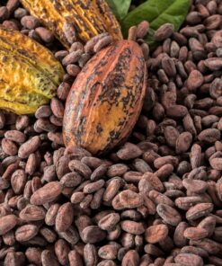 Organic Cacao Cocoa Beans Raw Ultra Premium Quality