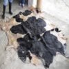 Dry and Wet Salted Cow Hides Genuine Leather Animal Cattle Skins