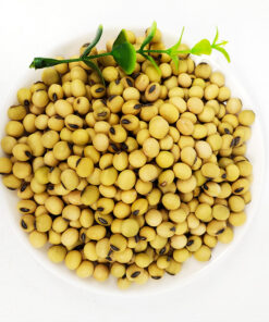 High Quality Premium Natural and Non- GMO Yellow Soybean Seeds
