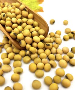Non Gmo Soybean Grade 1/Wholesale Soybeans